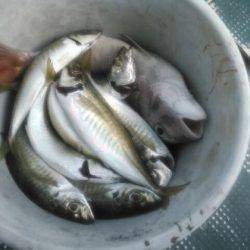 フィッシングガイド りょう 釣果