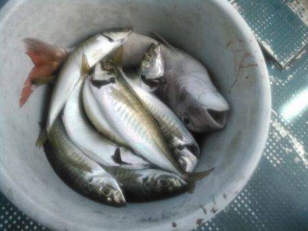 フィッシングガイド りょう 釣果