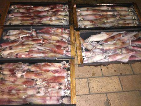 幸風（さちかぜ） 釣果