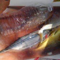 遊漁船 新鋭丸 釣果