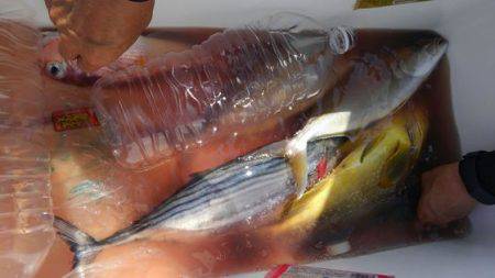 遊漁船 新鋭丸 釣果