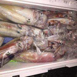 幸風（さちかぜ） 釣果