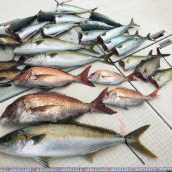 ふじしめ丸 釣果