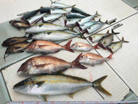 ふじしめ丸 釣果
