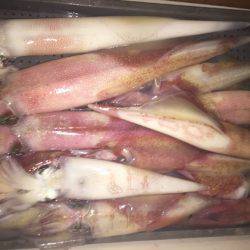 幸風（さちかぜ） 釣果