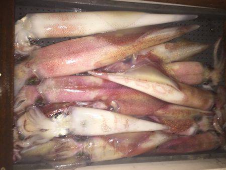 幸風（さちかぜ） 釣果