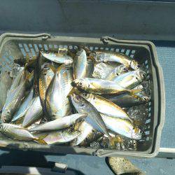 深川 吉野屋 釣果