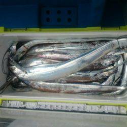 深川 吉野屋 釣果