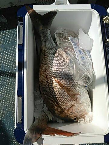 フィッシングガイド りょう 釣果