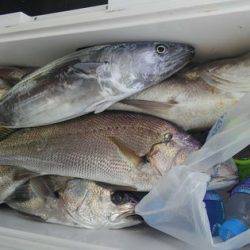 遊漁船 新鋭丸 釣果