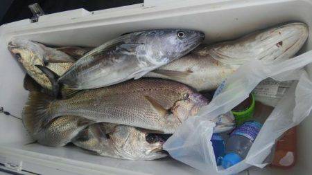 遊漁船 新鋭丸 釣果