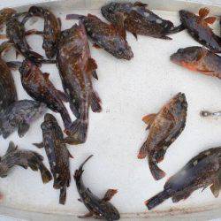 TOPGUN名古屋 釣果