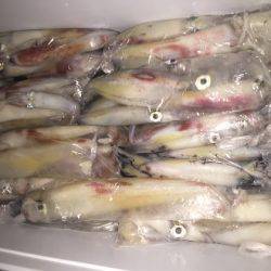 幸風（さちかぜ） 釣果