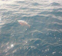 IDATEN（イダテン） 釣果