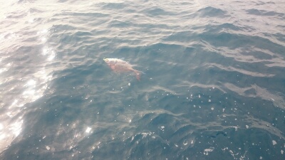 IDATEN（イダテン） 釣果