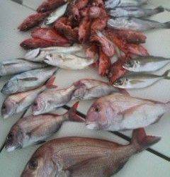 第二辰丸 釣果