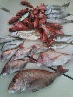 第二辰丸 釣果