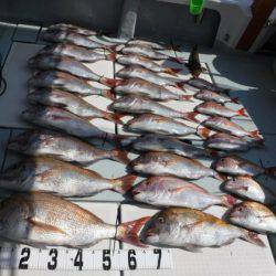 遊漁船 幸友丸 釣果