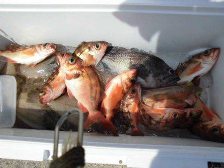 大進丸（新潟） 釣果