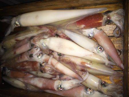 幸風（さちかぜ） 釣果