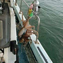 フィッシングガイド りょう 釣果