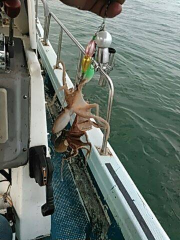 フィッシングガイド りょう 釣果