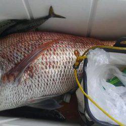 遊漁船 新鋭丸 釣果