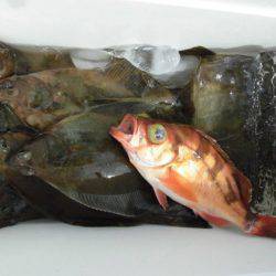 大進丸(新潟) 釣果