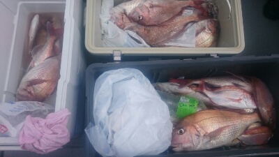 IDATEN（イダテン） 釣果