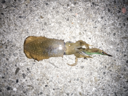 大蔵海岸にエギング釣行