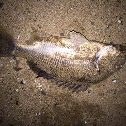 キビレ調査 NO,33