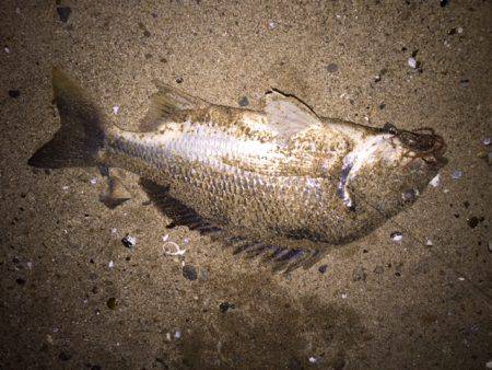 キビレ調査 NO,33