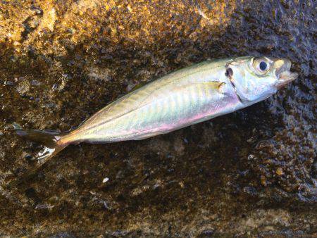 タコ・豆アジ・チャリコ