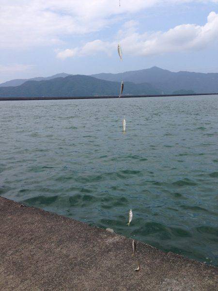 小浜新港、豆アジ、サヨリ、ボラ、ほか