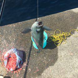 ヒラメゲット！