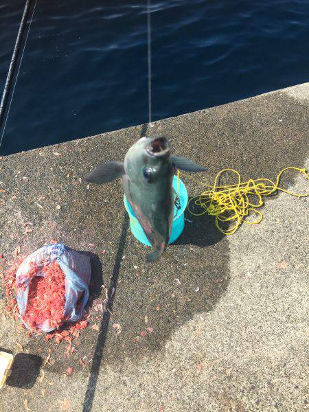 ヒラメゲット！