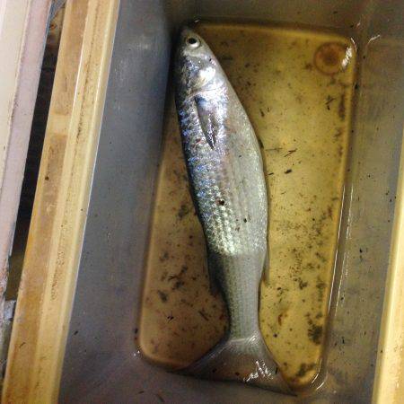 小浜新港、豆アジ、サヨリ、ボラ、ほか