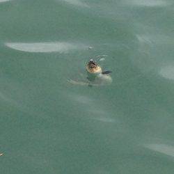 小浜新港、豆アジ、サヨリ、ボラ、ほか