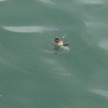 小浜新港、豆アジ、サヨリ、ボラ、ほか