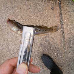 チョイ投げのキス釣り