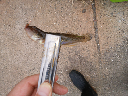 チョイ投げのキス釣り