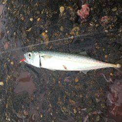 青物釣りにトライ