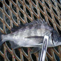 オリジナルメーカー海づり公園(市原市海づり施設) 釣果