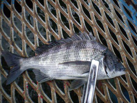 オリジナルメーカー海づり公園(市原市海づり施設) 釣果
