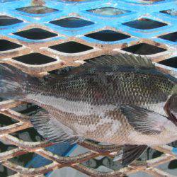 オリジナルメーカー海づり公園(市原市海づり施設) 釣果