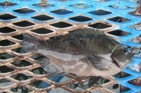 オリジナルメーカー海づり公園(市原市海づり…