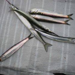 オリジナルメーカー海づり公園(市原市海づり施設) 釣果