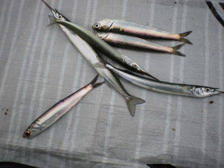 オリジナルメーカー海づり公園(市原市海づり施設) 釣果