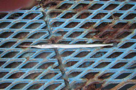 オリジナルメーカー海づり公園(市原市海づり施設) 釣果