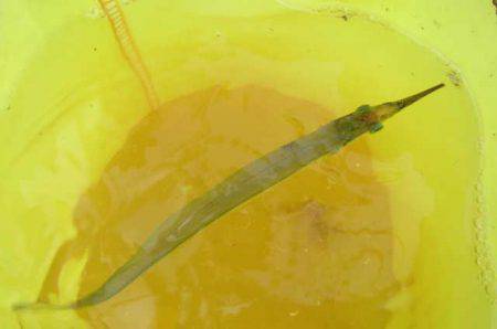 オリジナルメーカー海づり公園(市原市海づり施設) 釣果